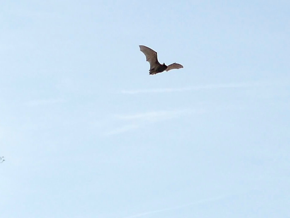 Bat hunting over water, bat flying at midday.