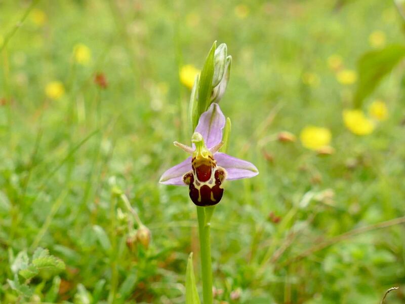 Bee Orchid, Fames Rough