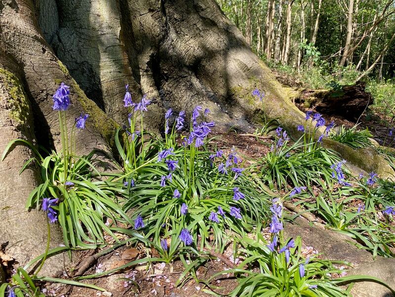 Bluebells in Banstead Wood.