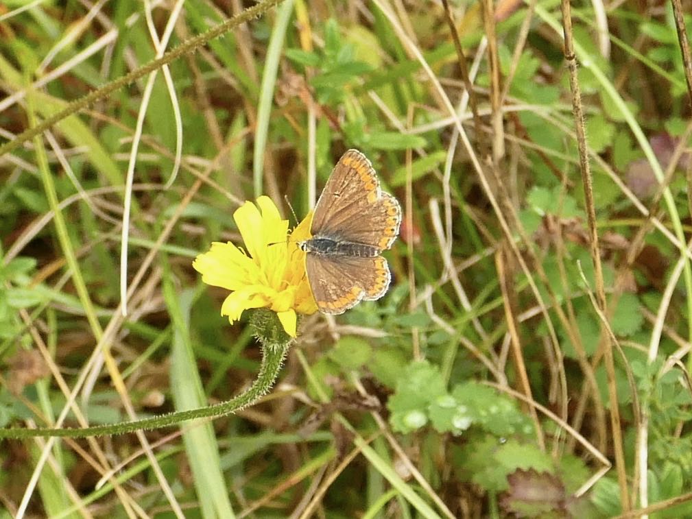  Brown Argus butterfly