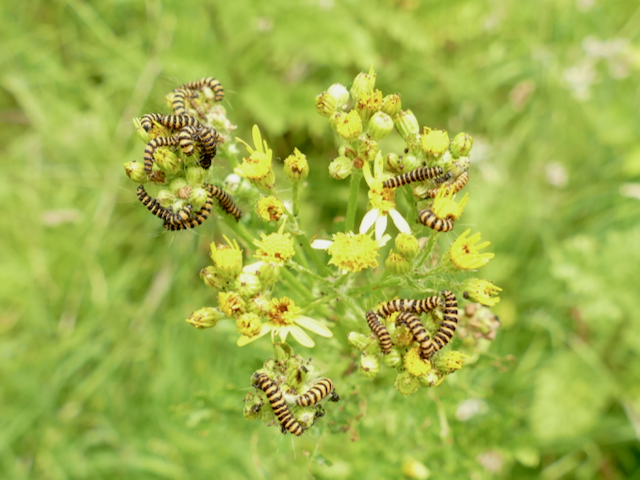 Cinnabar Moth caterpillars on Ragwort
