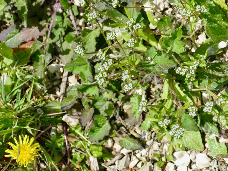Common Cornsalad (Valerianella locusta)