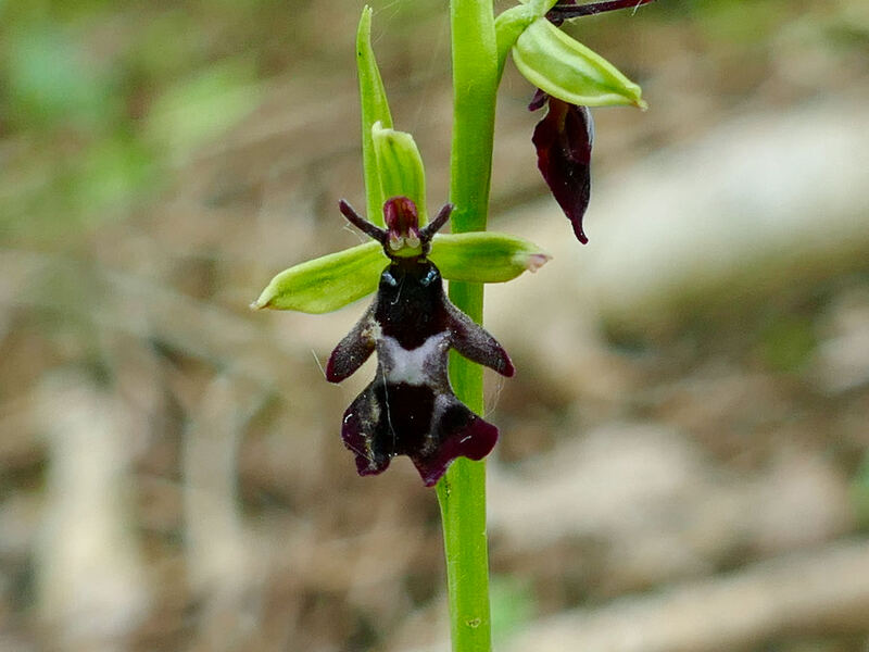Fly Orchid
