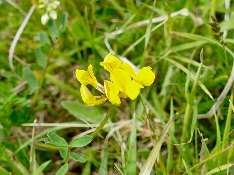 One of several blooming on the Chalkhill Blue site.