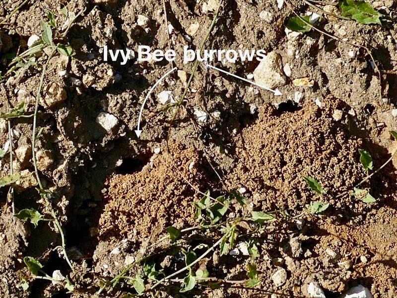 Ivy Bee burrows