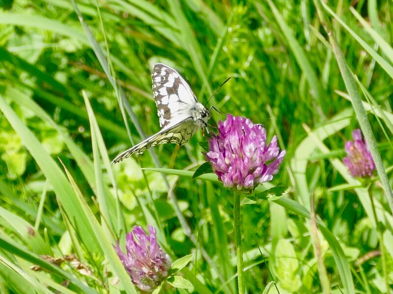 Marbled White butterfly