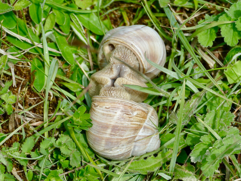 Roman Snails mating