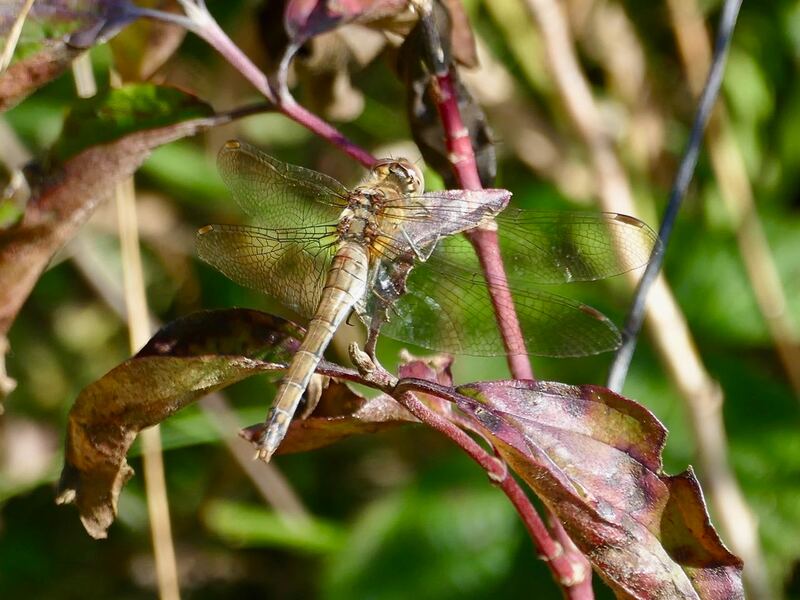 Female Common Darter Dragonfly