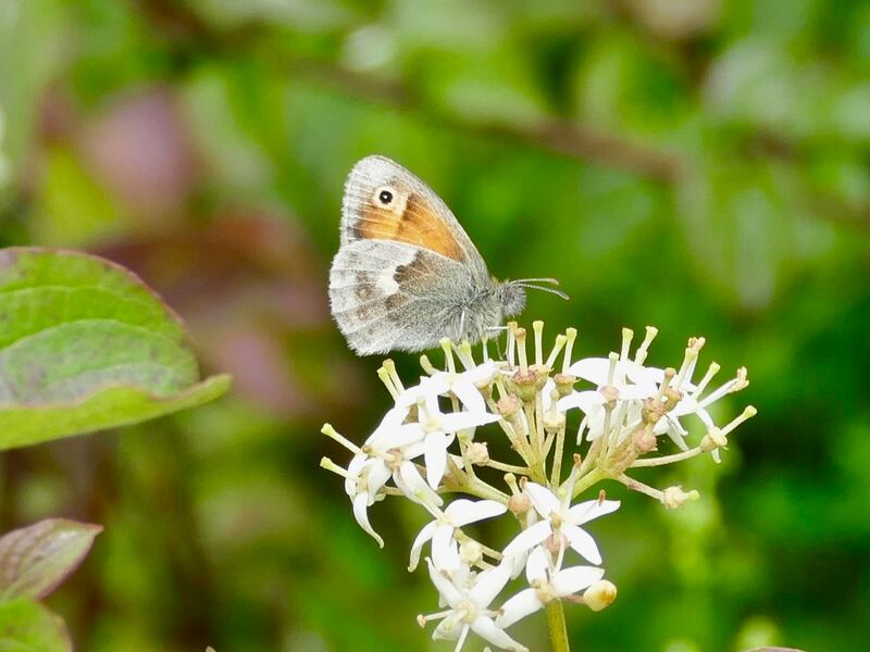 Small Heath butterfly, Fames Rough