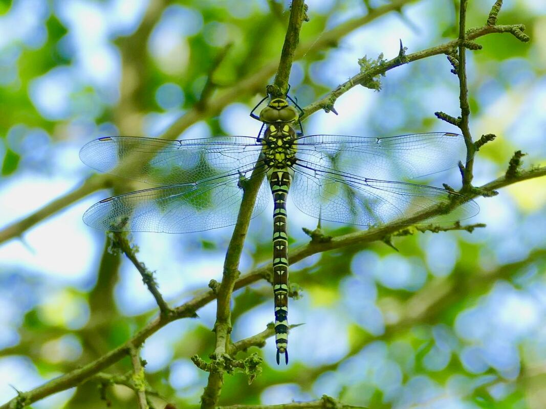 Southern Hawker dragonfly